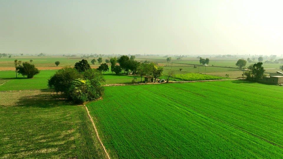 Small wheat plots with a clump of trees and farm buildings on a hazy plain