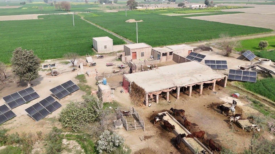 Farm compound with solar panels, a cattle shed and wheat fields